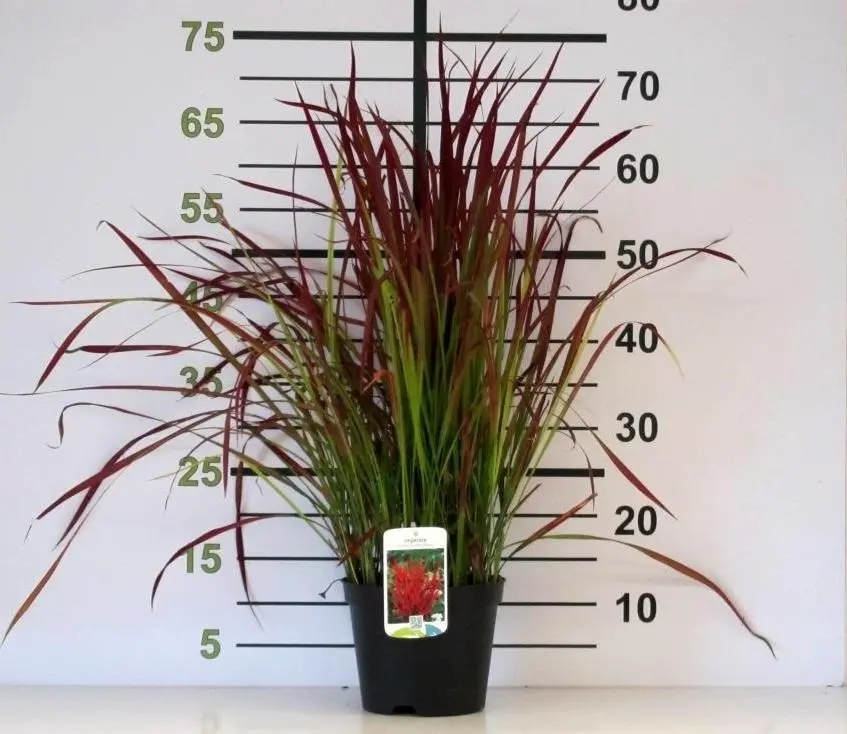 Imperata cylindrica 'Red Baron': La Hierba de Sangre Japonesa