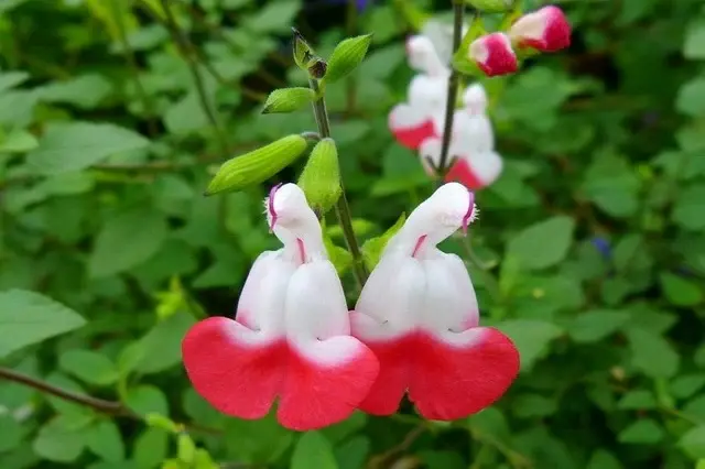 Salvia greggii 'Hot Lips'