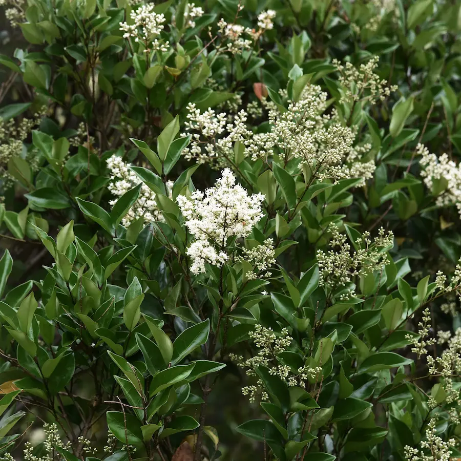 Aligustre del Japón (Ligustrum japonicum) - Gran Formato