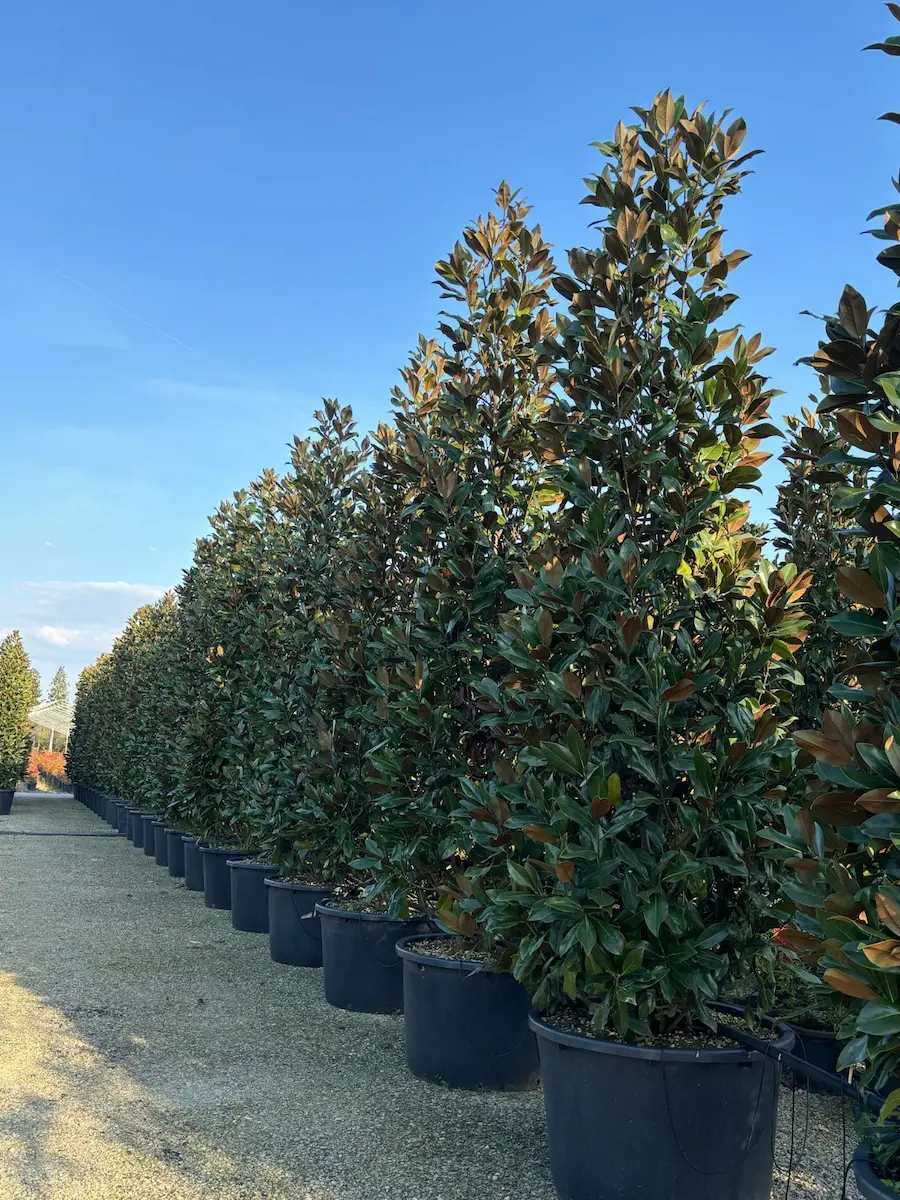Magnolia Grandiflora (Piramidal) - Ejemplar de 400-450 cm (Contenedor 600L)