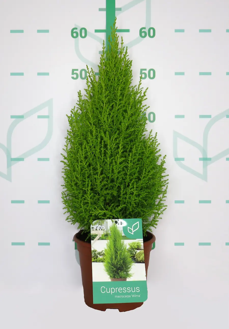 Ciprés Limón 'Wilma' (Cupressus macrocarpa 'Wilma')