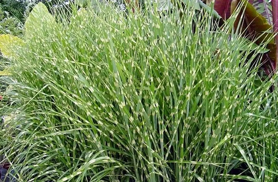 Miscanthus sinensis: La Arquitectura del Viento en tu Jardín