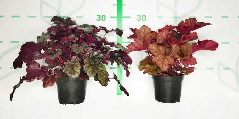 Colección de Heucheras