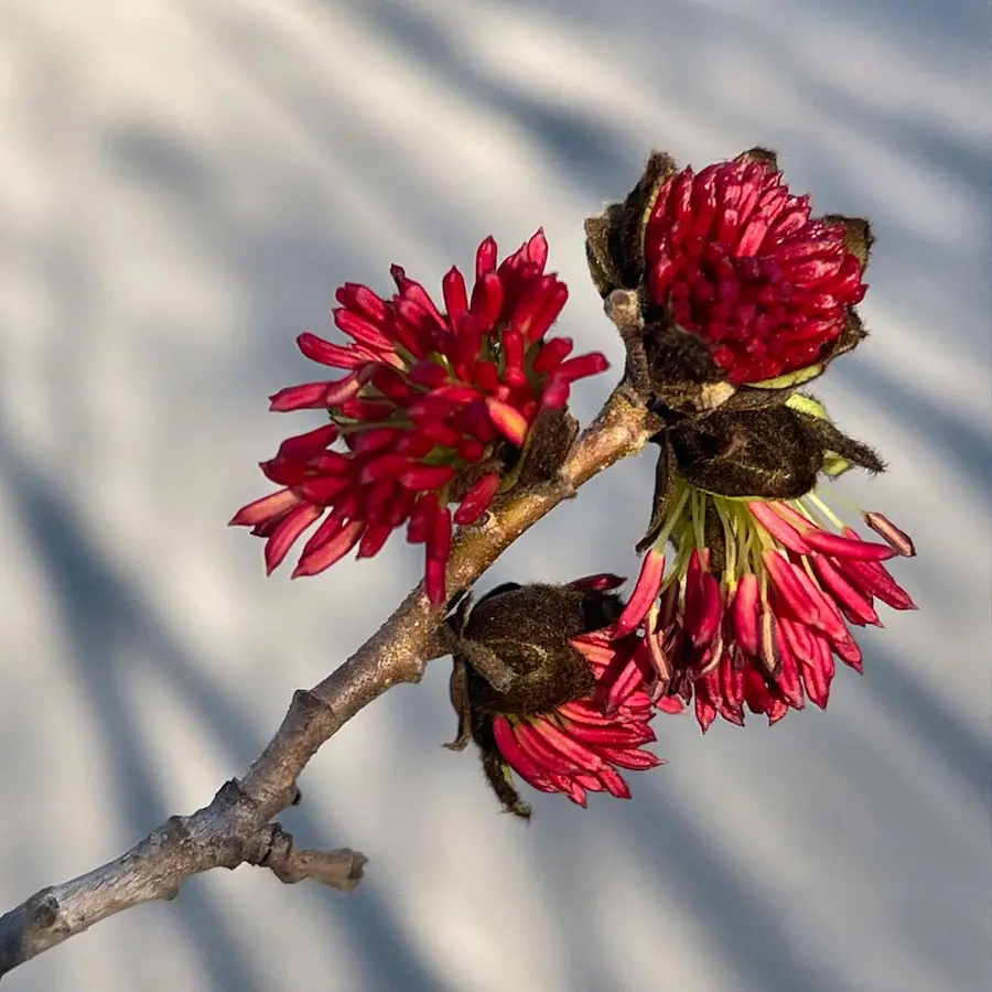 Árbol de Hierro (Parrotia persica) - Gran Formato