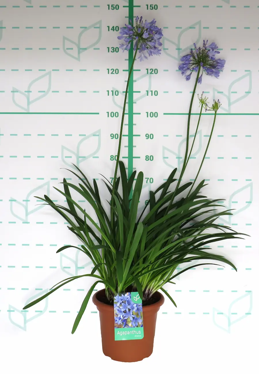 Agapanto (Agapanthus africanus)