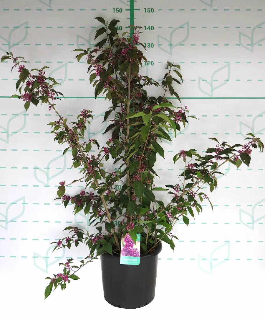 Callicarpa 'Profusion': Perlas Púrpura en tu Jardín de Otoño