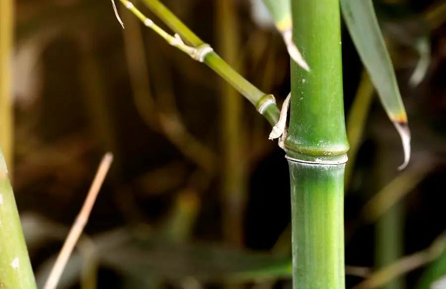 Bambú Phyllostachys bissetii