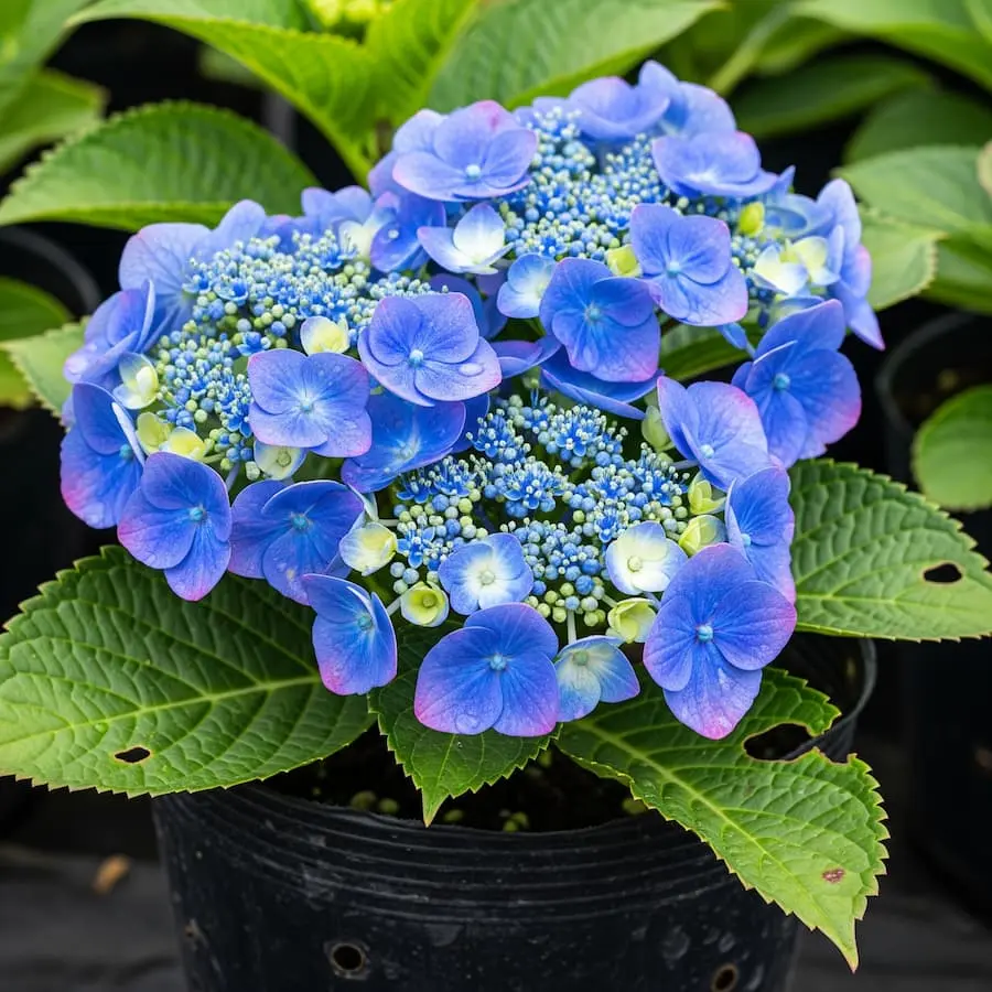 Hortensia: Elegancia y Volumen en Tu Jardín