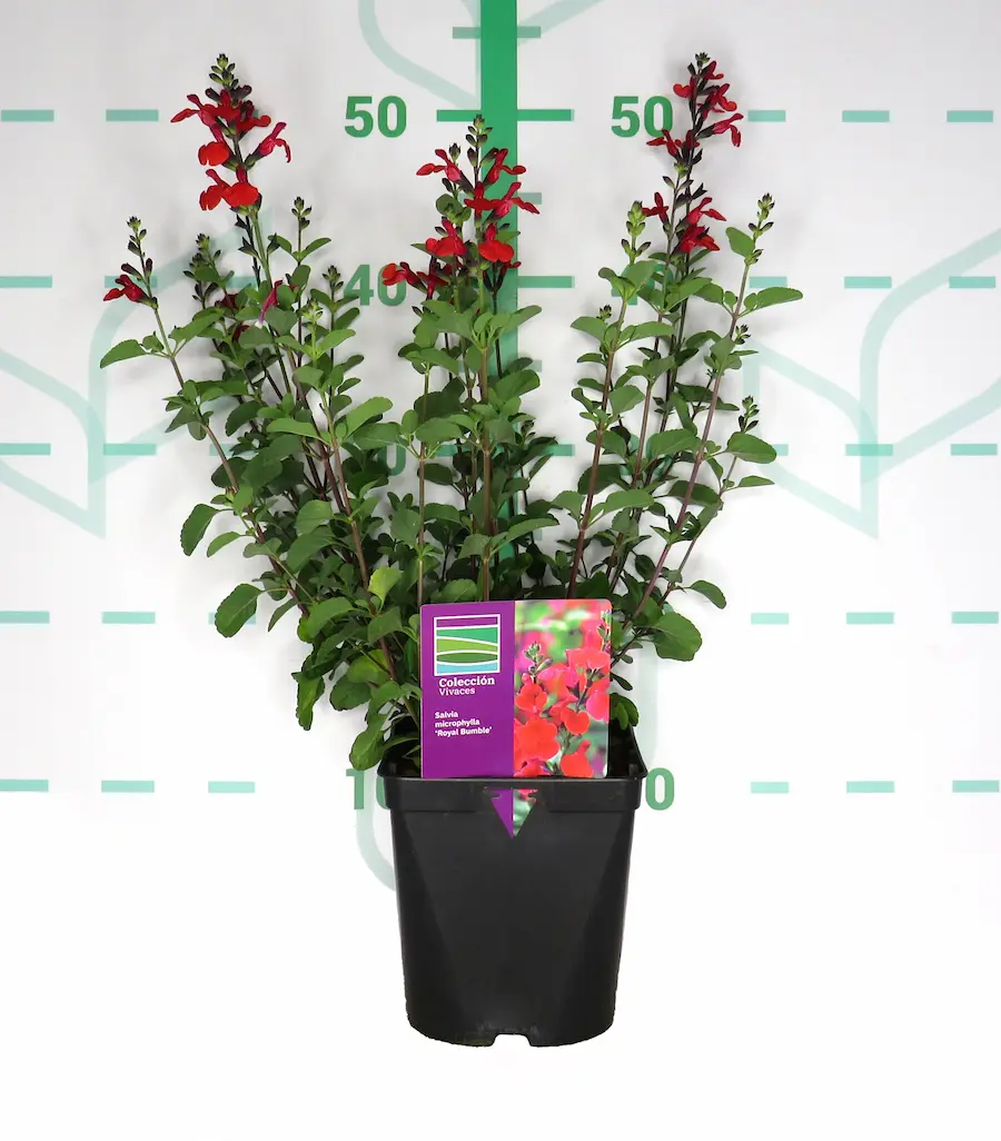 Salvia 'Royal Bumble' (Salvia microphylla)