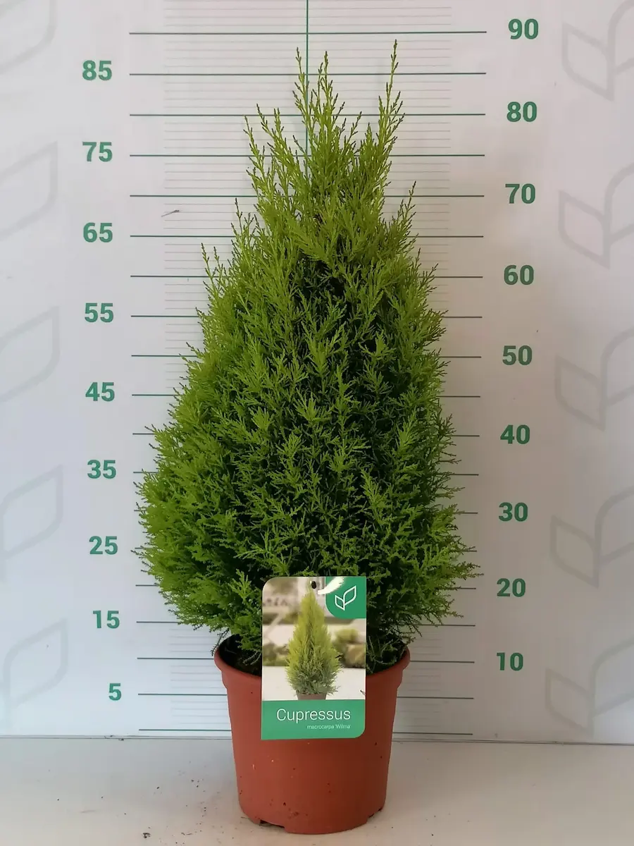 Ciprés Limón 'Wilma' (Cupressus macrocarpa 'Wilma')