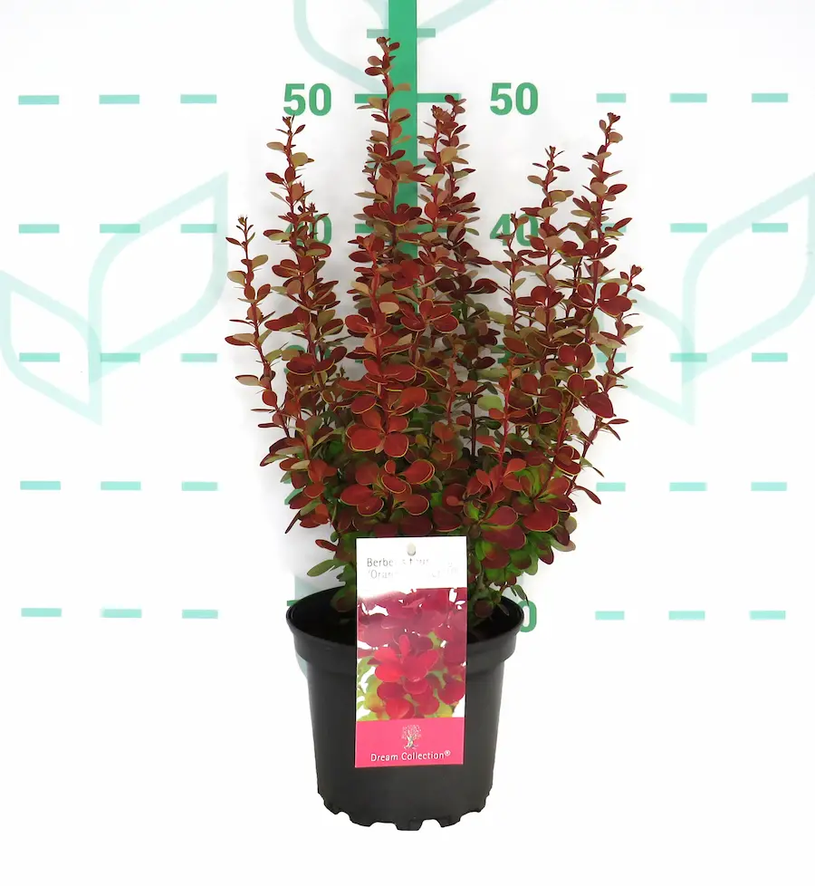 Berberis 'Red Rocket': Una Llama Vertical para tu Jardín