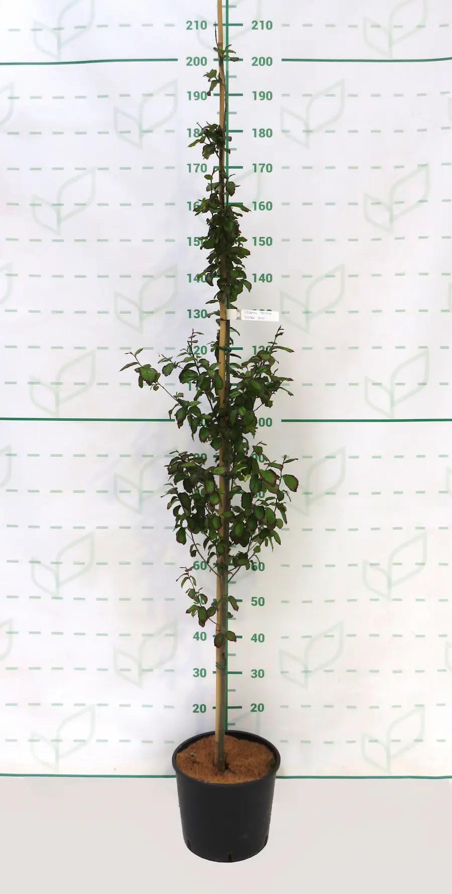 Parrotia persica 'Persian Spire': Una Columna de Color para tu Jardín