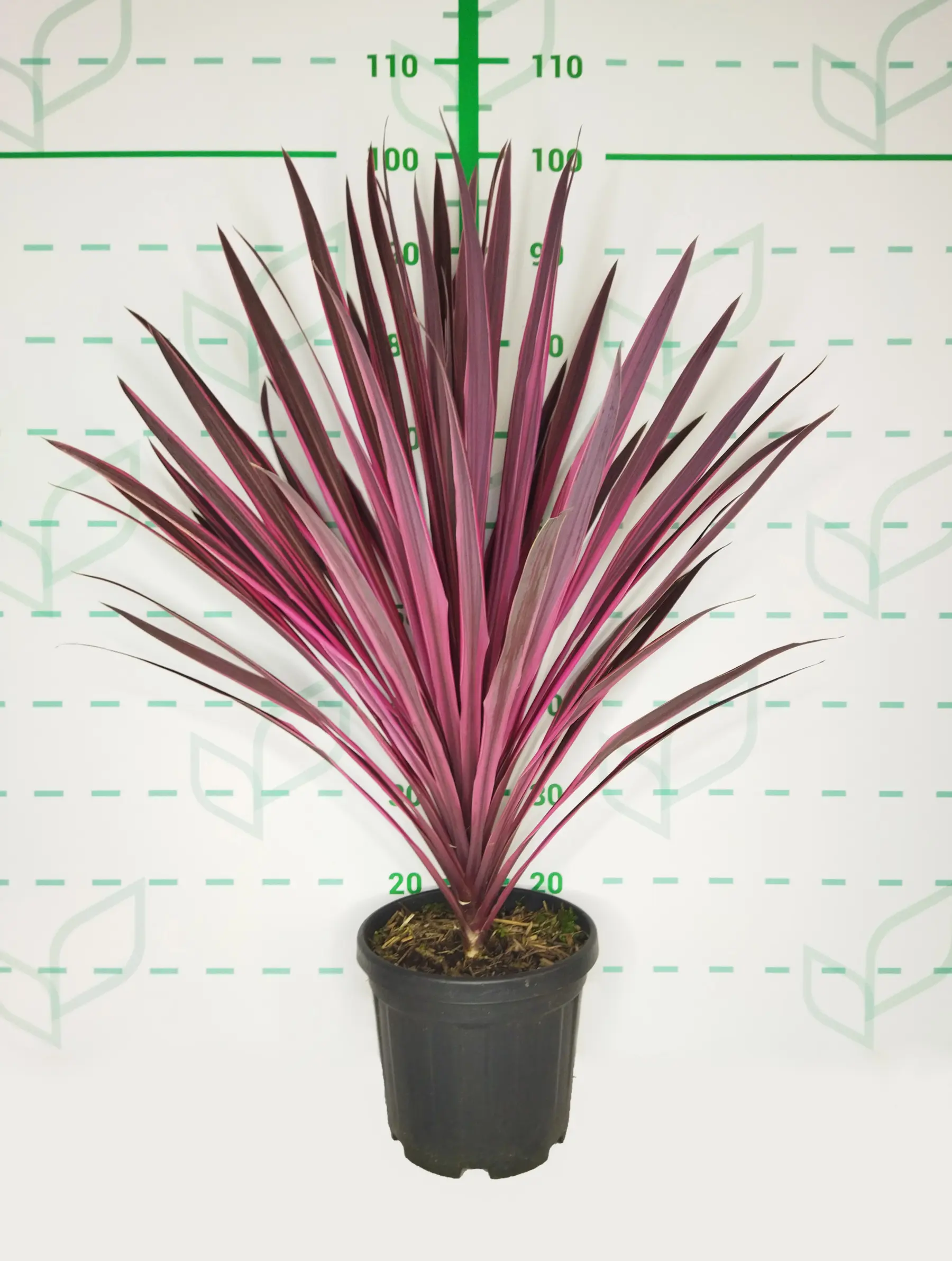 Cordyline 'Paso Doble'