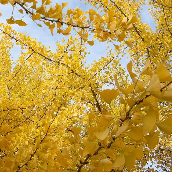 Ginkgo biloba (Árbol de los 40 Escudos) - Gran Formato