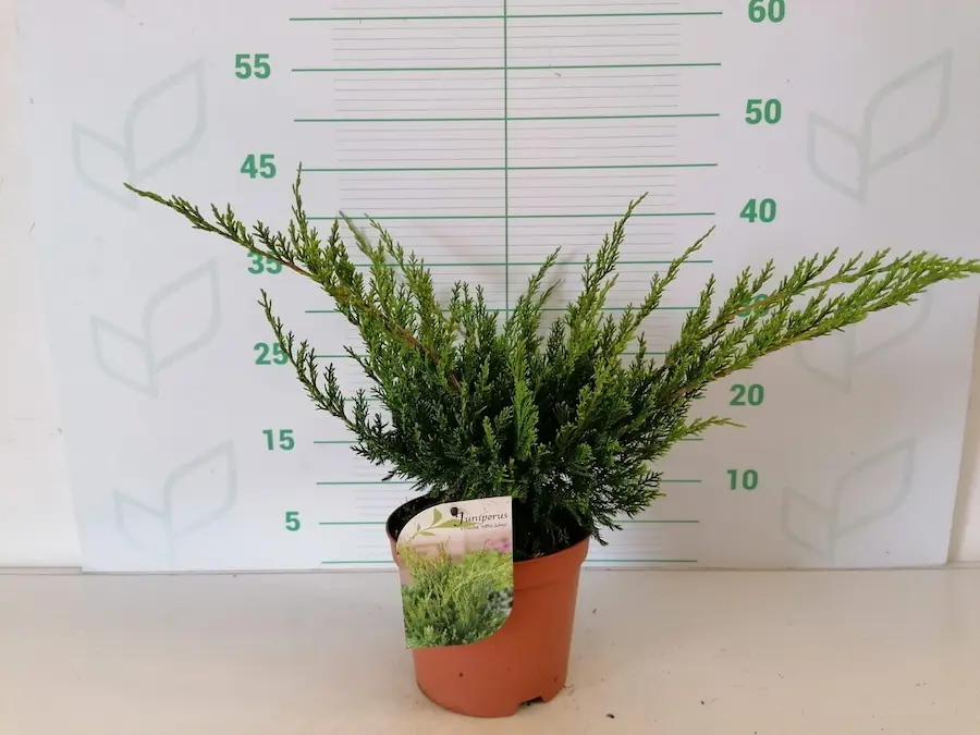 Enebro 'Mint Julep' (Juniperus x media)