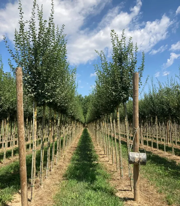 Espino Albar 'Paul's Scarlet' (Crataegus laevigata) - Gran Formato