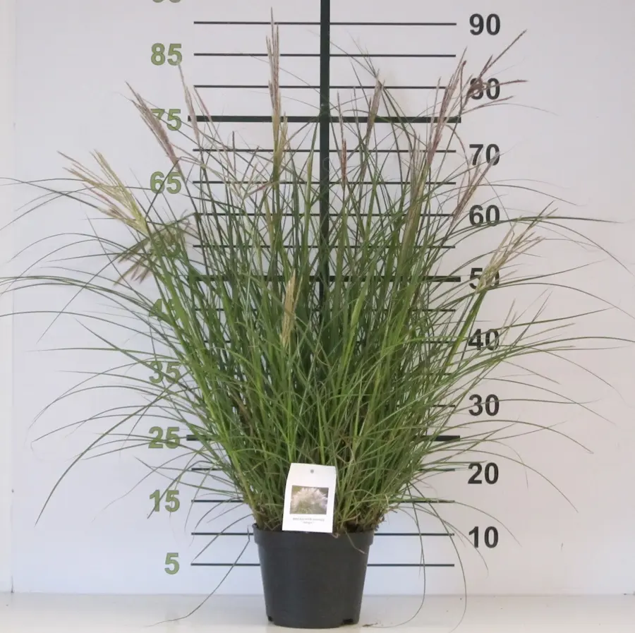 Miscanthus sinensis: La Arquitectura del Viento en tu Jardín