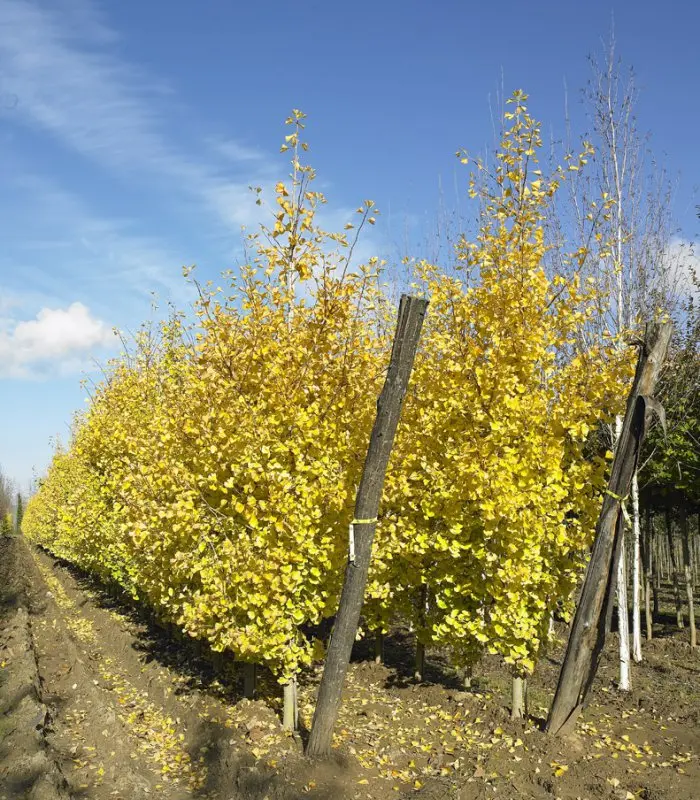 Ginkgo biloba (Árbol de los 40 Escudos) - Gran Formato