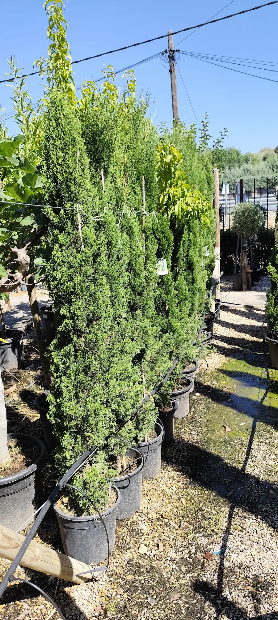 Ciprés 'Totem' (Cupressus sempervirens 'Totem') - 2 metros de altura