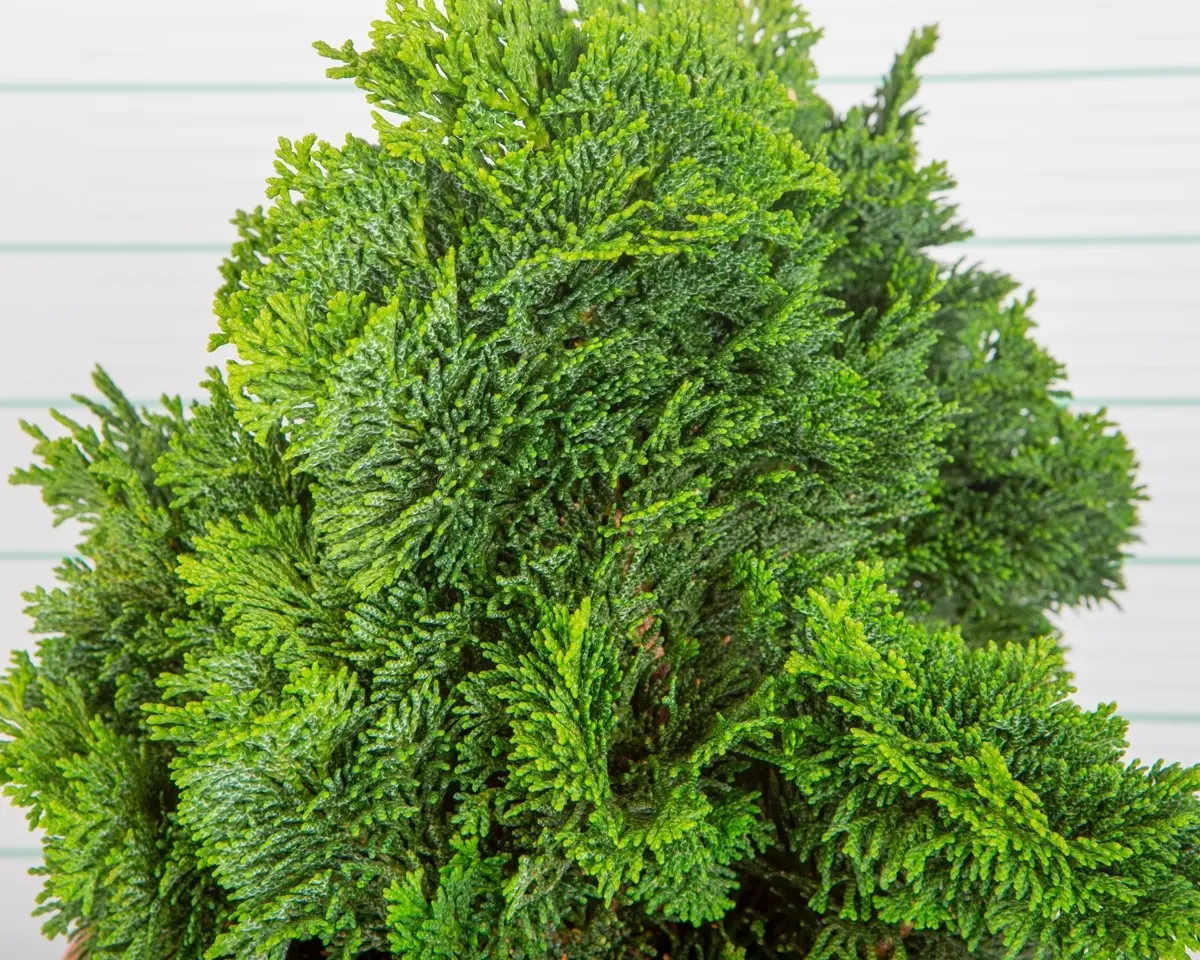 Falso Ciprés de Hinoki 'Nana Gracilis'
