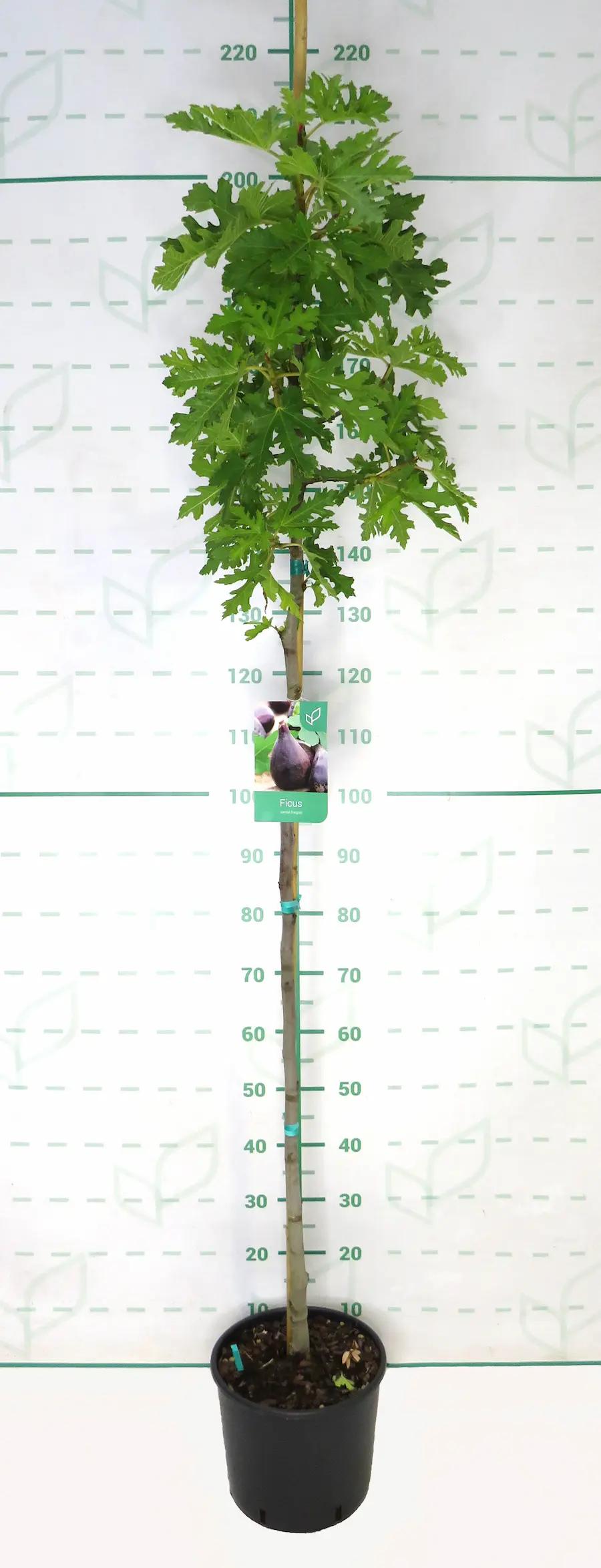 Ficus carica: La Higuera, Tesoro del Mediterráneo