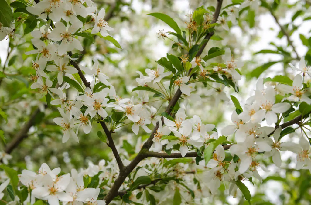 Peral de Flor 'Chanticleer' (Pyrus calleryana) - Gran Formato