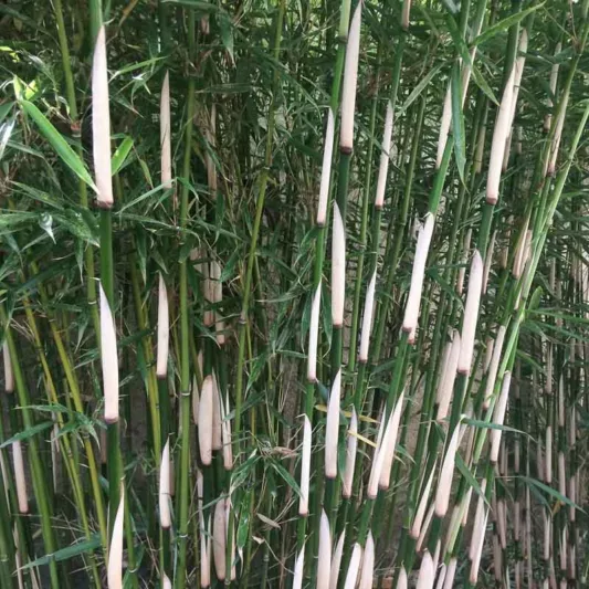 Bambú No Invasor Fargesia robusta 'Campbell'
