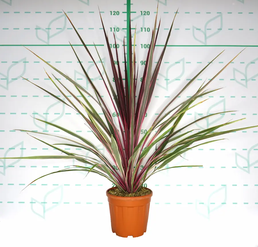 Cordyline 'Can Can'