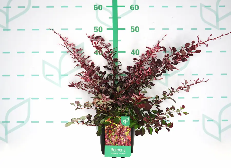 Berberis 'Harlequin': Un Cuadro Impresionista en tu Jardín