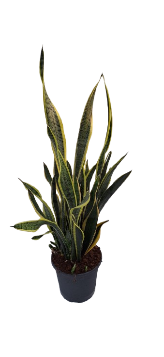 Sansevieria Laurentii: La Escultura Viviente que Purifica tu Hogar