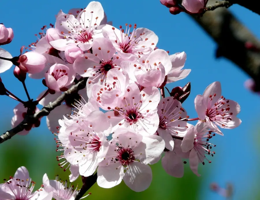 Ciruelo Rojo (Prunus cerasifera 'Pissardii') - Gran Formato