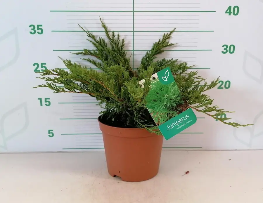 Enebro Rastrero 'Andorra Compact' (Juniperus horizontalis)