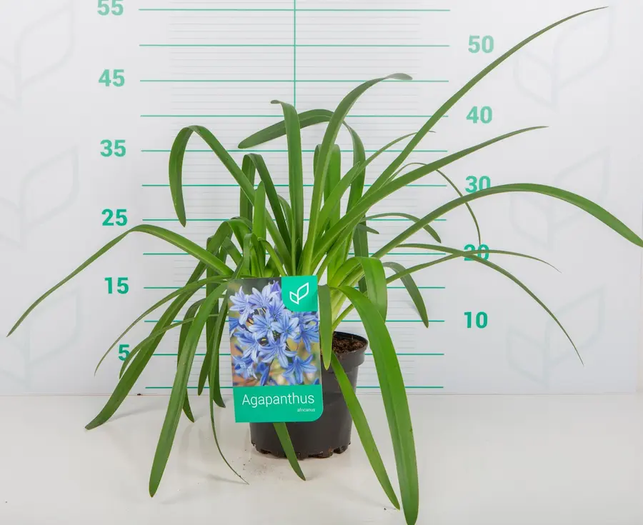 Agapanto (Agapanthus africanus)