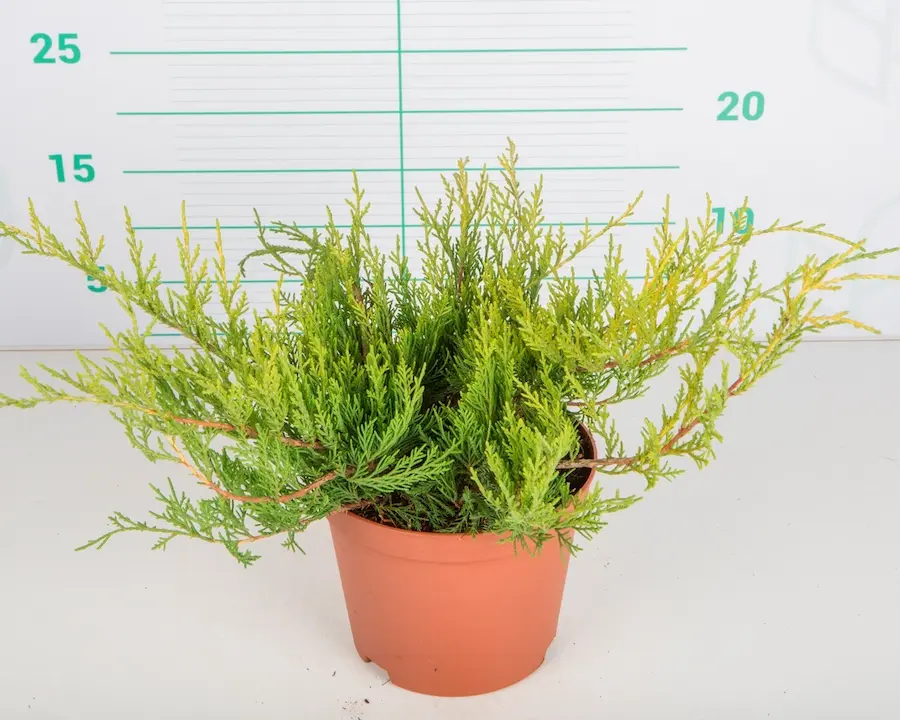 Enebro 'Old Gold' (Juniperus x media)