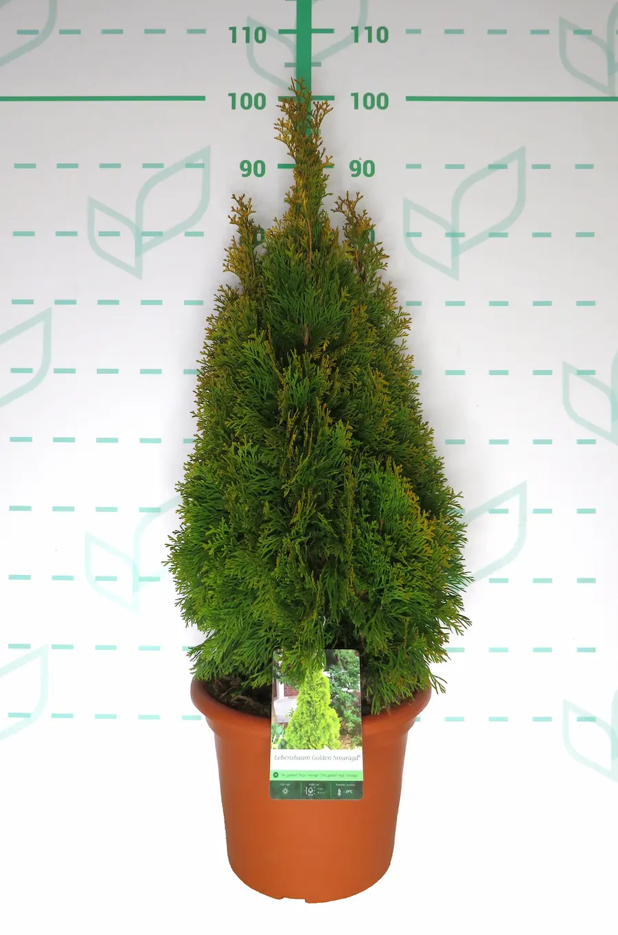 Tuya 'Golden Smaragd' (Thuja occidentalis 'Janed Gold')