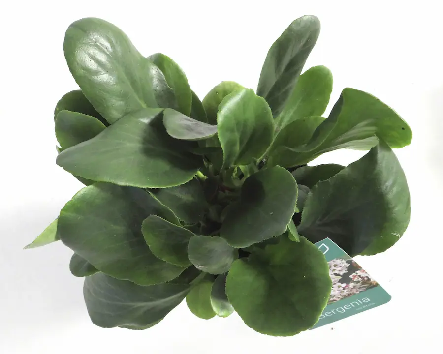 Bergenia cordifolia (Hortensia de Invierno)