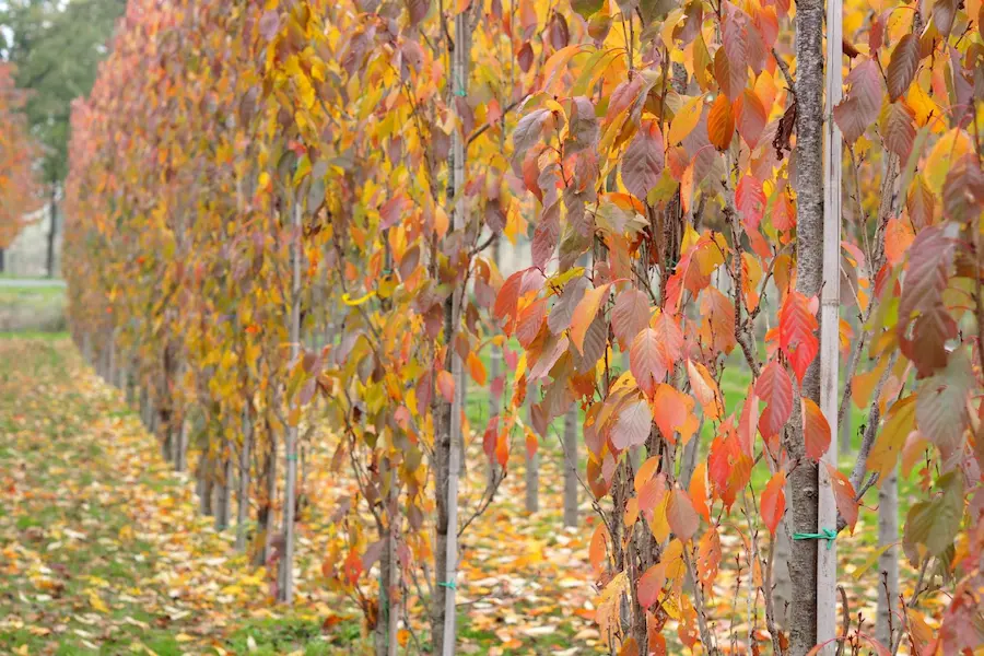 Cerezo Japonés Columnar 'Amanogawa' (Prunus serrulata)