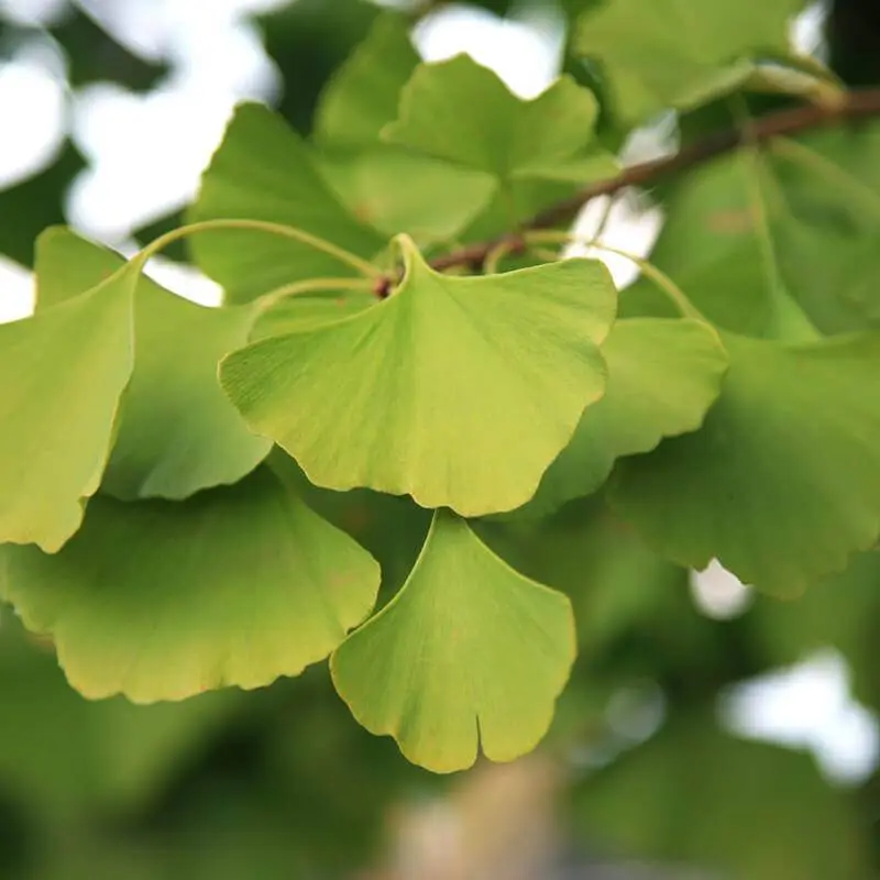Ginkgo biloba (Árbol de los 40 Escudos) - Gran Formato
