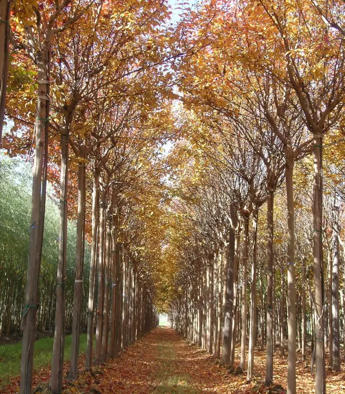 Árbol de Júpiter (Lagerstroemia indica) - Gran Formato