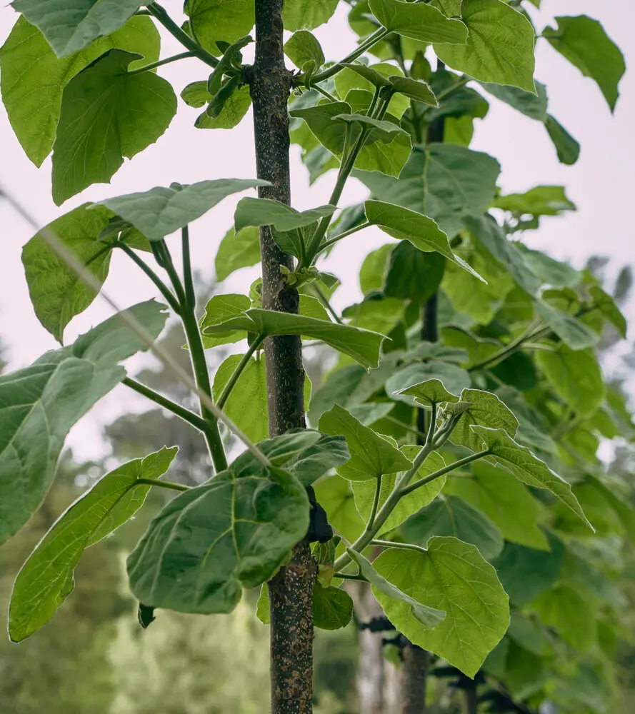 Paulownia tomentosa (Árbol Kiri) - Gran Formato