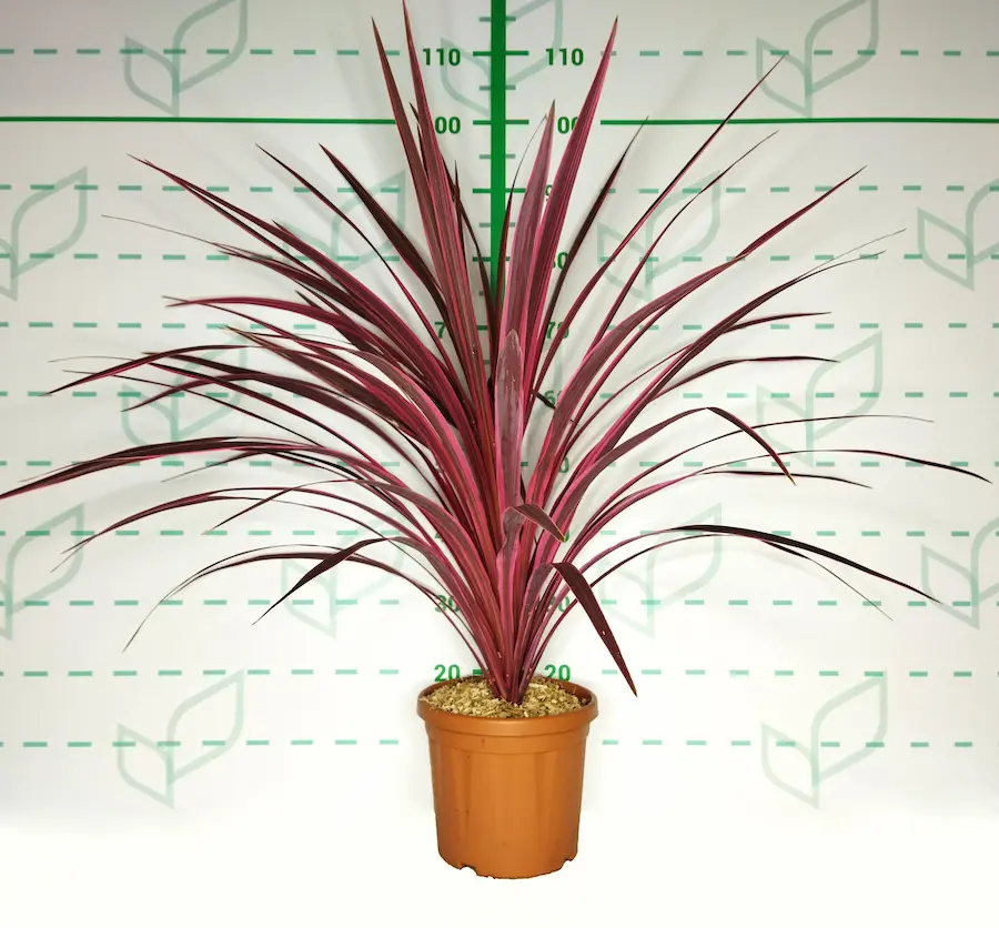 Cordyline 'Cherry Sensation'