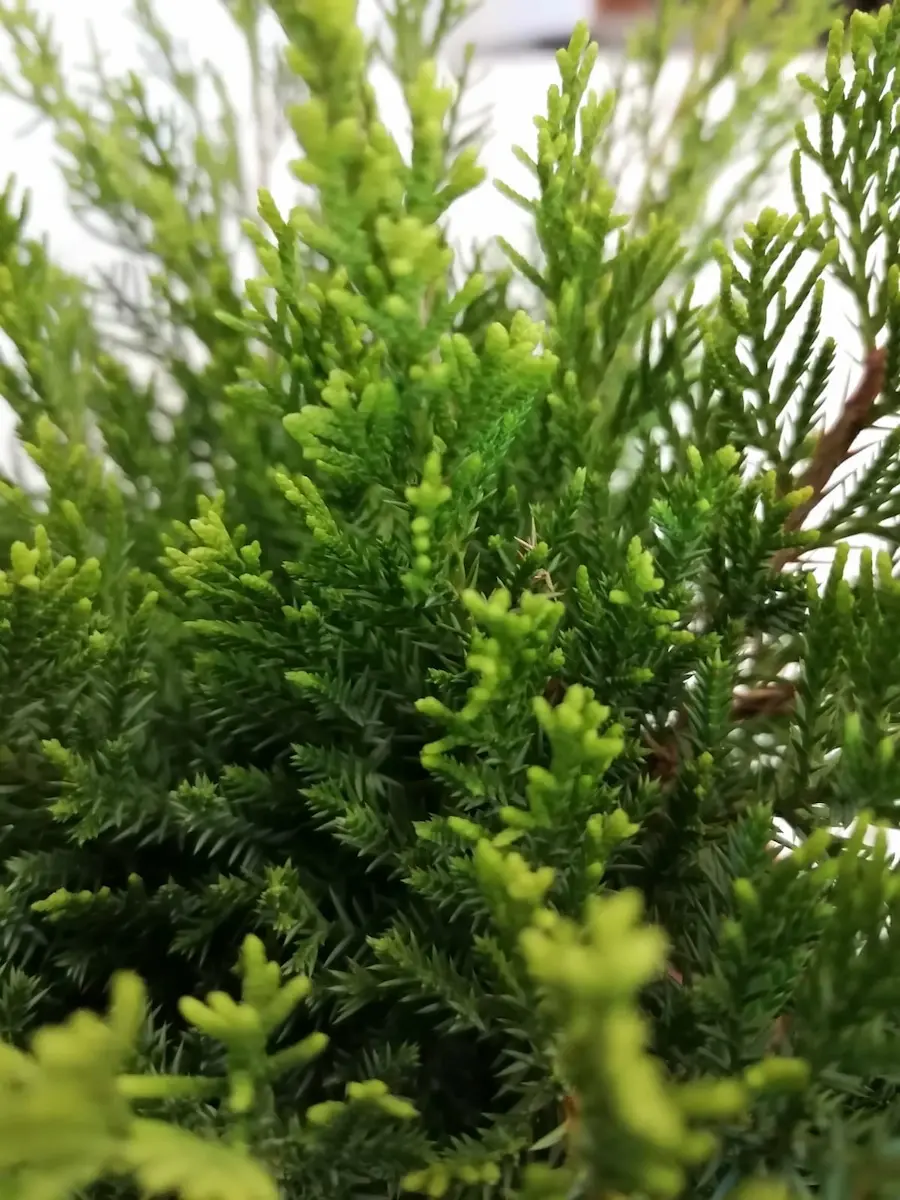Enebro 'Mint Julep' (Juniperus x media)