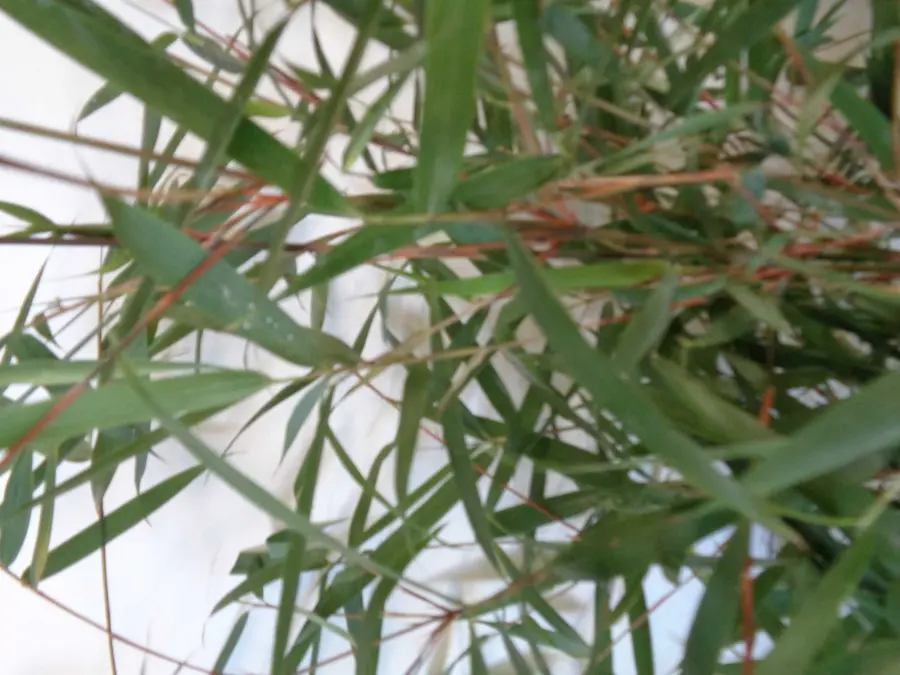 Bambú No Invasor Fargesia scabrida 'Asian Wonder'