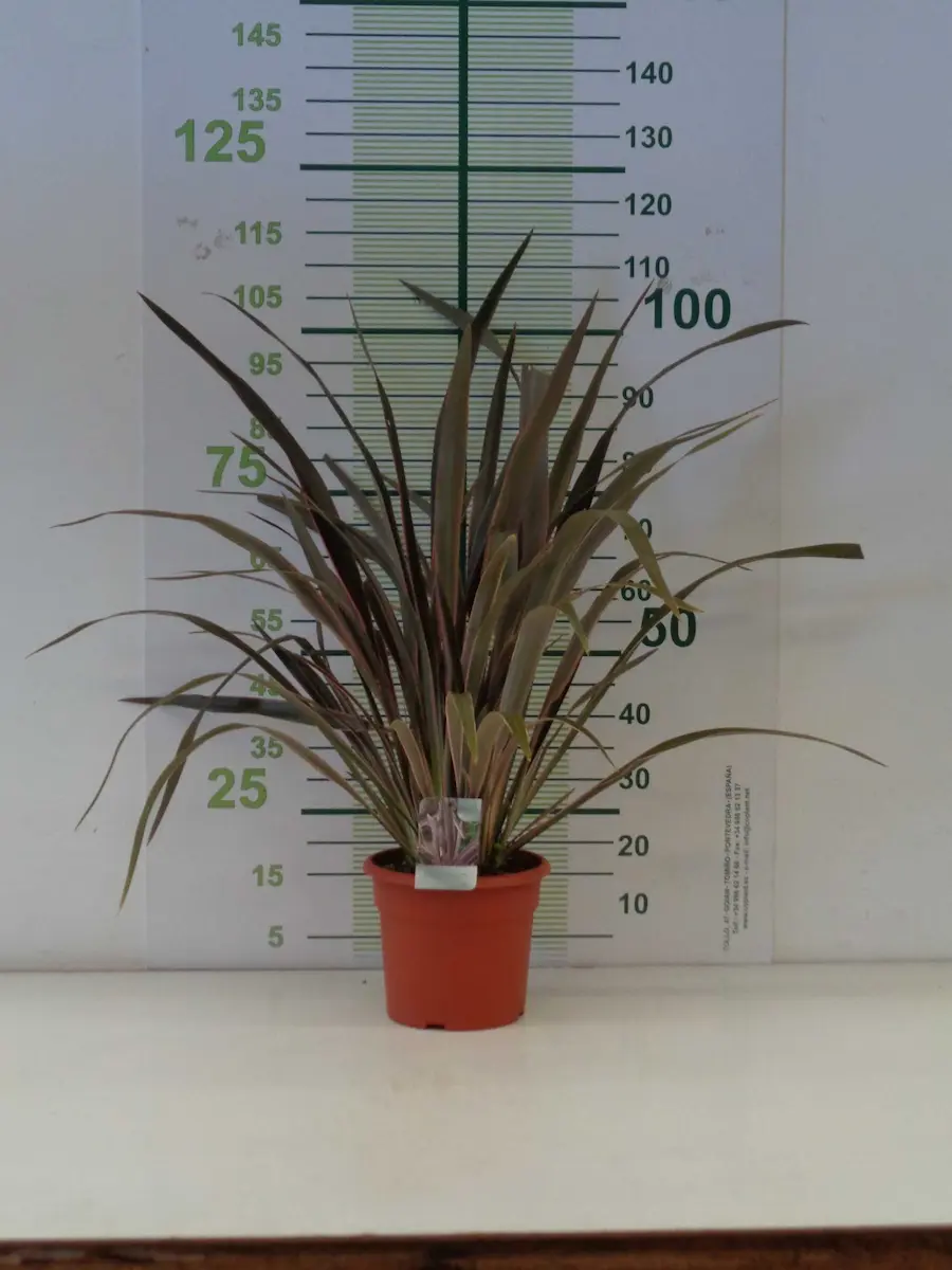 Phormium 'Pink Stripe': Rayas de Color para tu Jardín