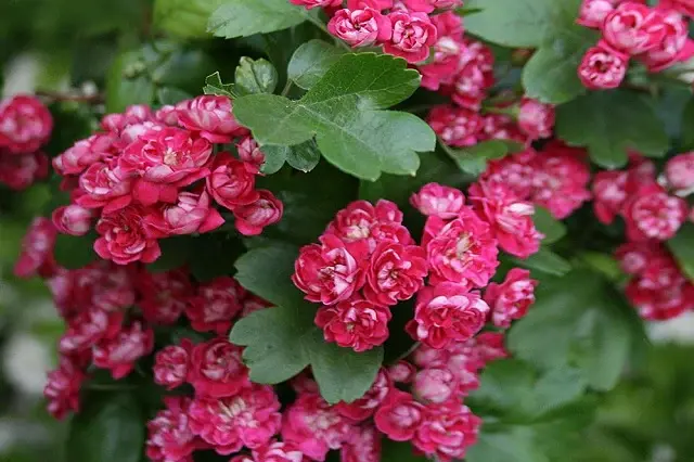 Espino Albar 'Paul's Scarlet' (Crataegus laevigata) - Gran Formato