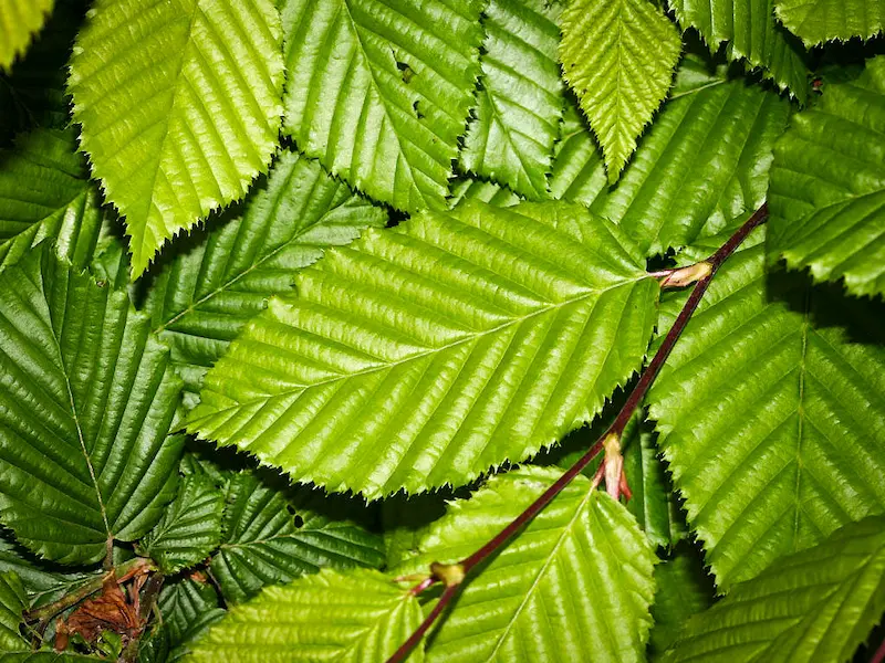 Carpe Columnar (Carpinus betulus 'Fastigiata') - Gran Formato