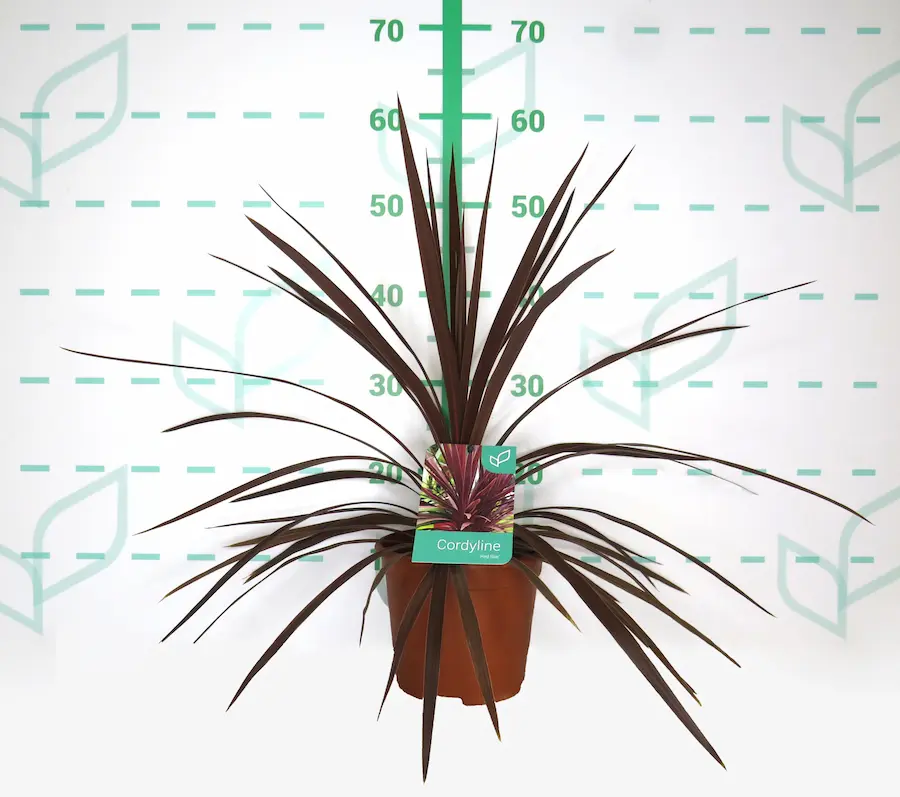 Cordyline australis 'Red Star'