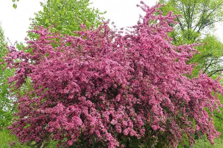 Espino Albar 'Paul's Scarlet' (Crataegus laevigata) - Gran Formato