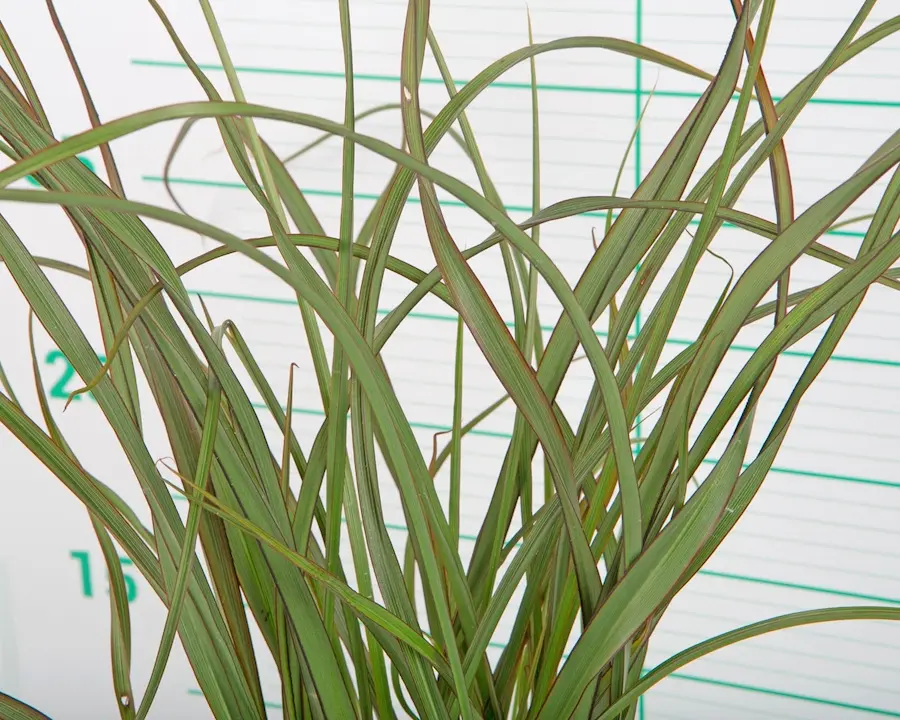 Phormium 'Surfer Green': Las Olas del Jardín