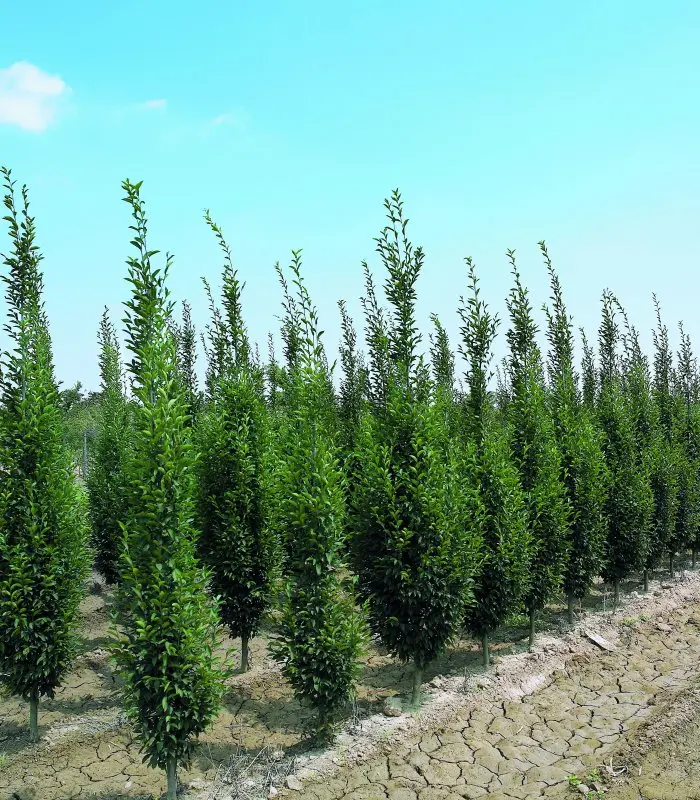 Carpe Columnar (Carpinus betulus 'Fastigiata') - Gran Formato